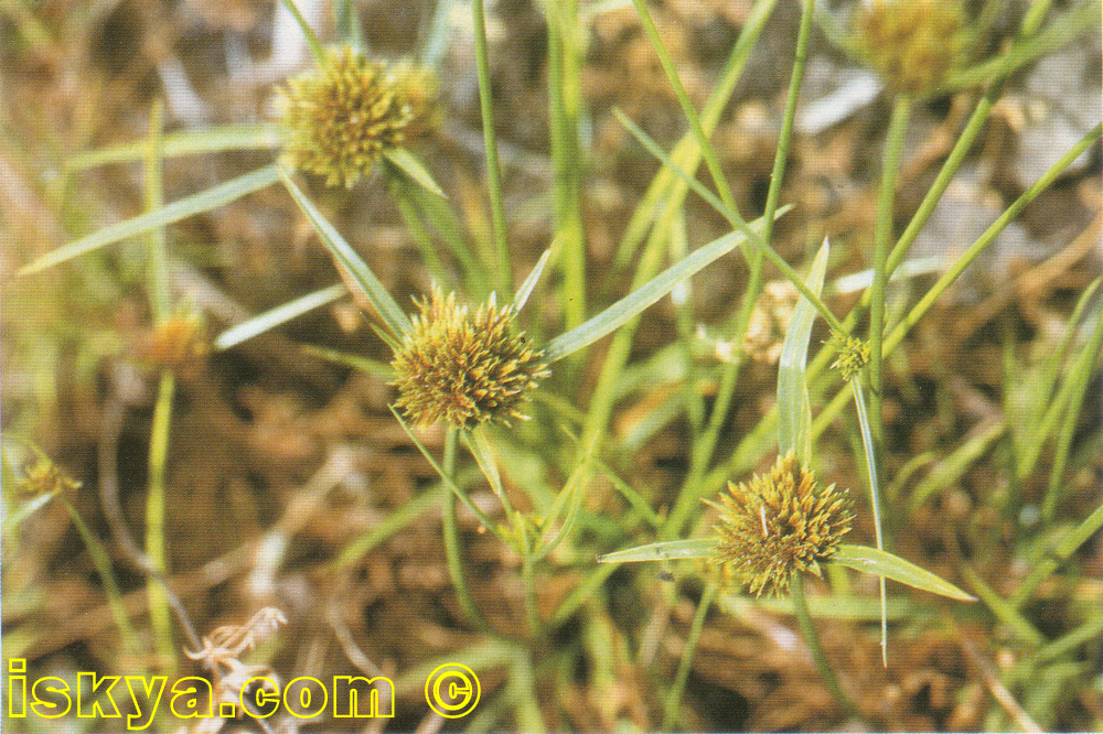 Cyperus Polystachyus