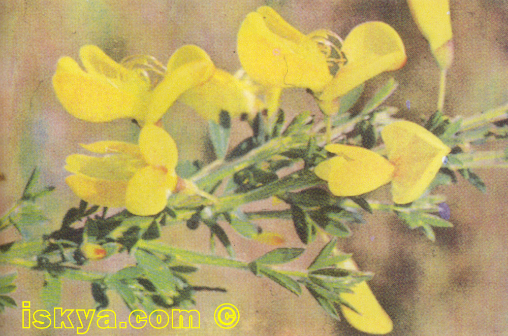 Cytisus