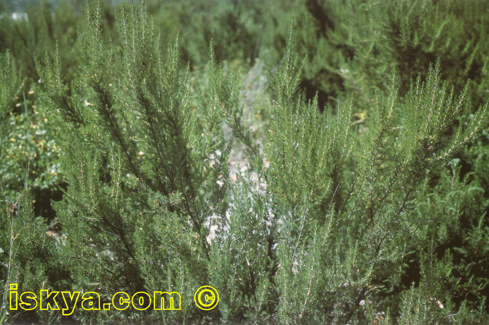 Erica_Arborea