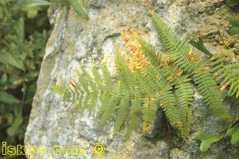 Ptedirium_aquilinum